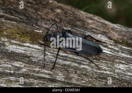 Carpenter longhorn, longicorne asiatique, femme Mulmbock Zimmerbock,,, Weibchen, Ergates faber Banque D'Images