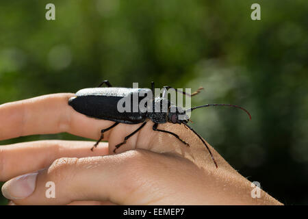 Carpenter longhorn, longicorne asiatique, femme Mulmbock Zimmerbock,,, Weibchen, Ergates faber Banque D'Images