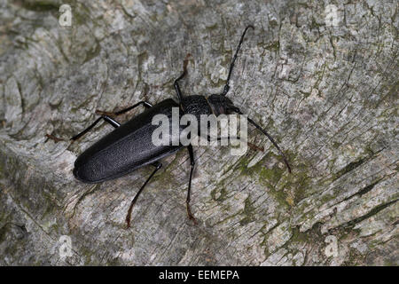 Carpenter longhorn, longicorne asiatique, femme Mulmbock Zimmerbock,,, Weibchen, Ergates faber Banque D'Images