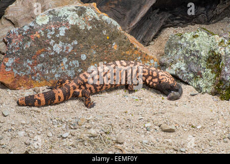 Heloderma suspectum suspectum Gila Monster Tucson, Arizona, United States 4 mars adulte commandant White-throated touffue (Neot Banque D'Images