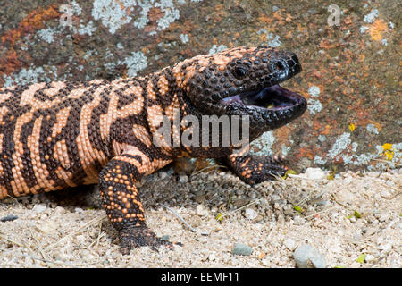 Heloderma suspectum suspectum Gila Monster Tucson, Arizona, United States 4 Helodermatidae adultes Mars Banque D'Images