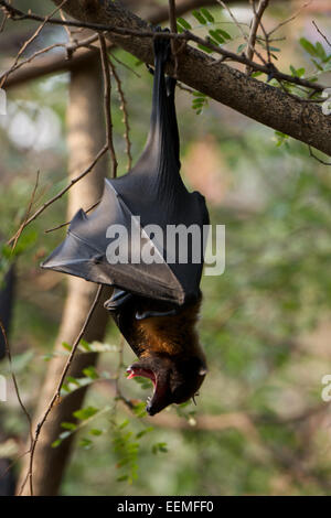 Lyle's Flying Fox (Pteropus lylei) est une espèce de chauve-souris de la famille des Pteropodidae. Banque D'Images