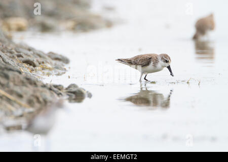 Spoon-billed Sandpiper (Eurynorhynchus pygmeus) se nourrissent dans les eaux peu profondes. Pak Thale. La Thaïlande. Banque D'Images