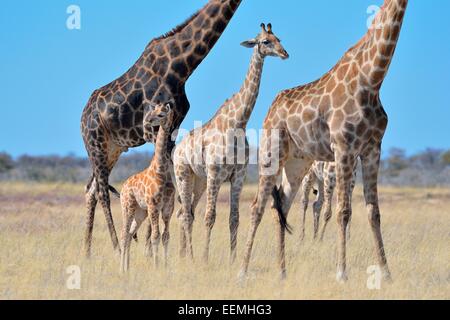 Les Girafes (Giraffa camelopardalis), les adultes, les jeunes et l'enfant, debout dans l'herbe sèche, Etosha National Park, Namibie, Afrique Banque D'Images