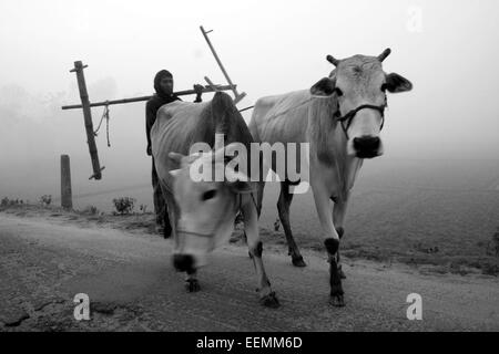 Bangladesh 10 Janvier 2015.Un agriculteur voir les champs de riz avec des vaches . Banque D'Images