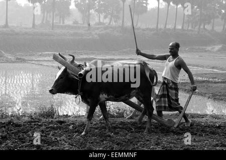 Bangladesh 10 janvier 2015. Les personnes qui travaillent avec des vaches dans les champs du riz. Banque D'Images