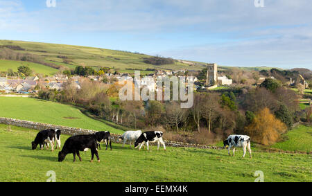 Cows grazing in English village d'Abbotsbury Dorset England UK connu pour ses swannery, Banque D'Images