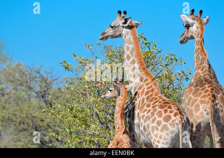 Les Girafes (Giraffa camelopardalis), deux adultes et un bébé, Etosha National Park, Namibie, Afrique Banque D'Images