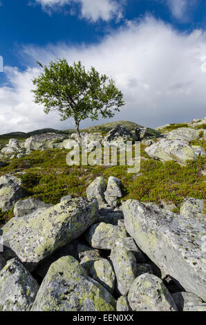 Einsame Fjaellbirke, Betula pubescens (Fjellbirke Moorbirke Haar-Birke,,, Besen-Birke Behaarte, Birke, Betula pubescens, Betula Banque D'Images