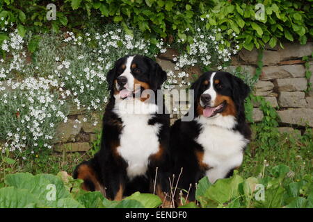 Zwei Berner Sennenhunde sitzen im Garten und vor einer Mauer mit Blumen weißer bär Banque D'Images
