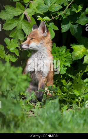 Un renard rouge soleils dans une partie ensoleillée du jardin, Hastings, East Sussex, UK Banque D'Images