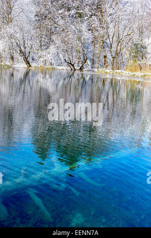 L'étang bleu vif parmi les arbres d'hiver couvert de neige avec des chicots submergées en elle. Banque D'Images