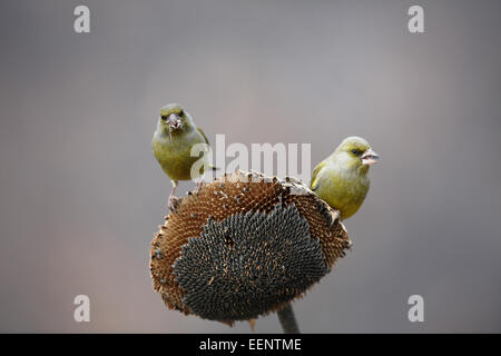 (Européen), Carduelis chloris, sur le tournesol Banque D'Images