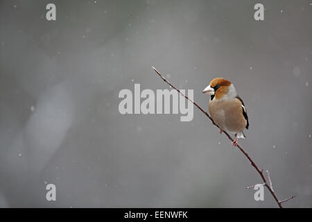 Coccothraustes coccothraustes Hawfinch,, perché sur la branche fine dans la neige Banque D'Images