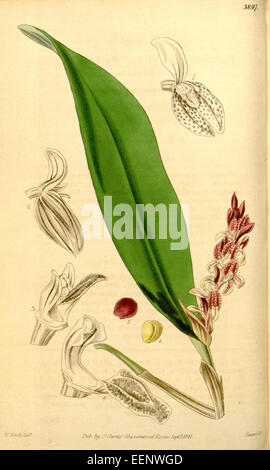 Acianthera pubescens, anciennement connu sous le nom de Pleurothallis picta, est une espèce d'orchidée illustrée dans le magazine Botanical de Curtis en 1842. Il est originaire des régions tropicales de l'Amérique centrale et du Sud et est admiré pour ses fleurs uniques et colorées. Banque D'Images