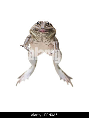 Grenouille saut isolated on white Banque D'Images