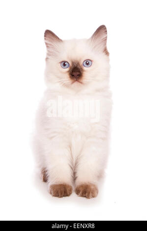 Chaton assis dans un studio Banque D'Images