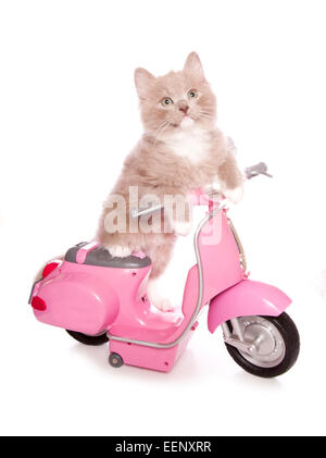 Chaton assis sur un scooter rose Banque D'Images