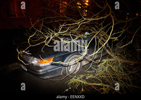 Un grand cheval chesnut tree se trouve à bloquer une route à Oxford après des vents violents ont causé sa chute endommageant des voitures en stationnement Banque D'Images