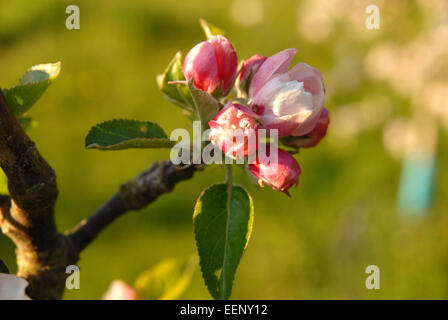 Apple Blossom dans un jardin. Banque D'Images