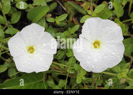 Beach Morning Glory Ipomoea stolonifera Banque D'Images