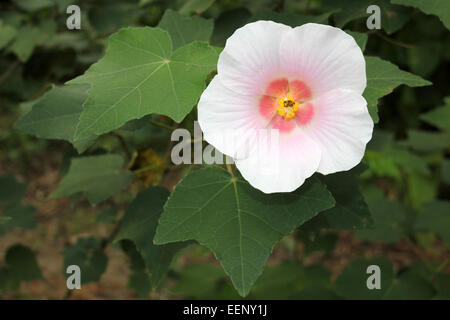Hibiscus 'Lohengrin' - Belize Banque D'Images