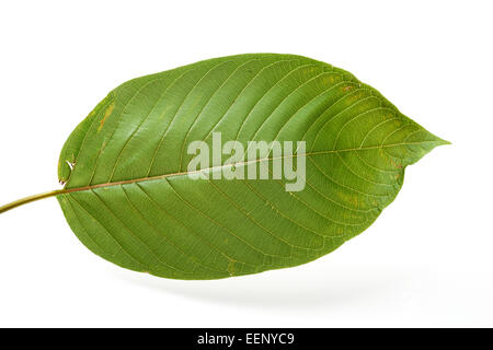 Feuilles de Kratom Mitragyna speciosa, Banque D'Images