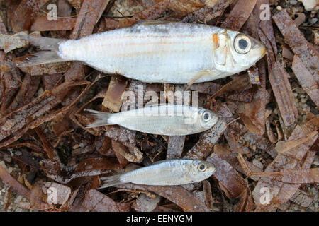 Sardine échouée sur la plage de Placencia, Belize Banque D'Images