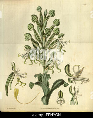 Bonatea speciosa, illustrée pour la première fois dans Curtis' Botanical Magazine en 1829, est une espèce d'orchidée originaire d'Afrique du Sud. Il est connu pour ses fleurs vibrantes et frappantes qui fleurissent dans différentes nuances de violet et de blanc. Banque D'Images