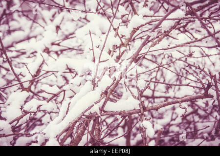 La neige sur les branches sèches d'un arbre en hiver Banque D'Images