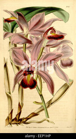 Cattleya violacea, anciennement connu sous le nom de Cattleya superba, est une espèce d'orchidée frappante connue pour ses grandes fleurs violettes vibrantes. Il a été représenté dans Curtis' 70 (N.S. 17) pl. 4083 et est originaire des régions tropicales de l'Amérique centrale et du Sud. Banque D'Images