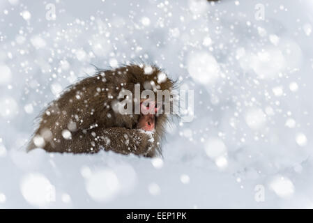 Singe à la neige Jigokudani monkey park dans la préfecture de Nagano, au Japon. Banque D'Images