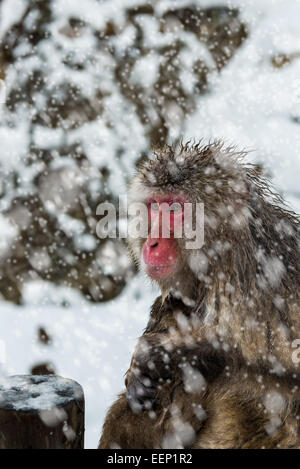 Singe à la neige Jigokudani monkey park dans la préfecture de Nagano, au Japon. Banque D'Images