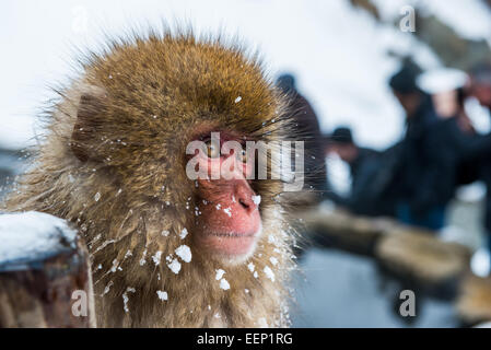 Singe à la neige Jigokudani monkey park dans la préfecture de Nagano, au Japon. Banque D'Images