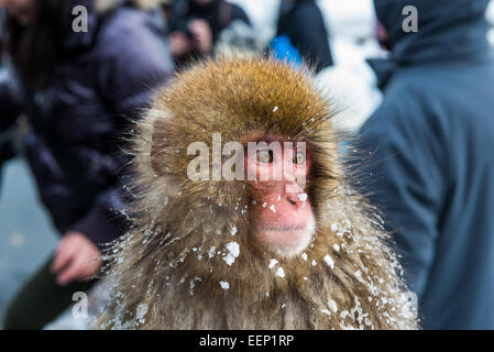 Singe à la neige Jigokudani monkey park dans la préfecture de Nagano, au Japon. Banque D'Images