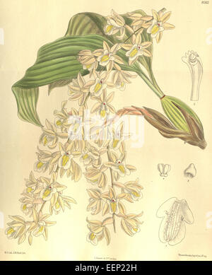 Coelogyne venusta est une espèce d'orchidée illustrée dans le magazine Botanical de Curtis en 1909. Il est originaire d'Asie du Sud-est et est connu pour ses fleurs gracieuses, blanches à jaunes, ce qui en fait un choix populaire parmi les amateurs d'orchidées. Banque D'Images