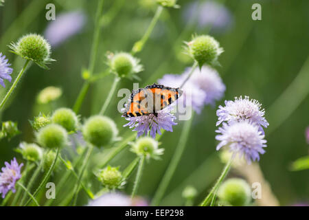 Les petites écailles de papillon au wildflower meadow Banque D'Images