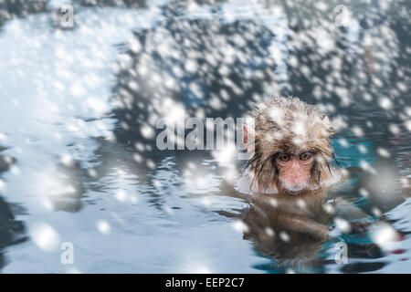 Un bébé singe neige plonge dans le onsen au Jigokudani monkey park dans la préfecture de Nagano, au Japon. Banque D'Images