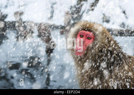 Snow monkey dans un blizzard au Jigokudani monkey park dans la préfecture de Nagano, au Japon. Banque D'Images