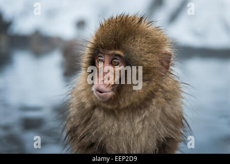 Un bébé singe à la neige Jigokudani monkey park dans la préfecture de Nagano, au Japon. Banque D'Images