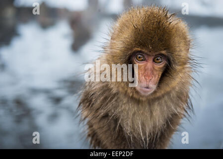 Un bébé singe à la neige Jigokudani monkey park dans la préfecture de Nagano, au Japon. Banque D'Images