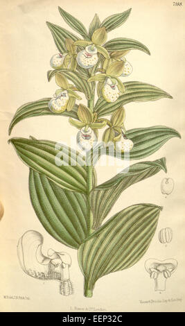 Cypripedium californicum, communément appelé pantoufle de la dame californienne, est une orchidée terrestre originaire de Californie. Il présente des fleurs distinctives en forme de pantoufles avec une poche jaune pâle et des sépales brun rougeâtre. Banque D'Images