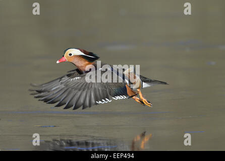 Canard mandarin - Aix galericulata - Mâle Banque D'Images