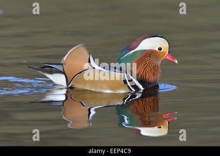 Canard mandarin - Aix galericulata - Mâle Banque D'Images