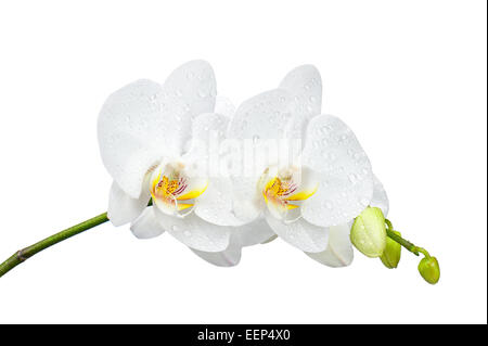 Rameau en fleurs orchidées isolé sur fond blanc. Banque D'Images