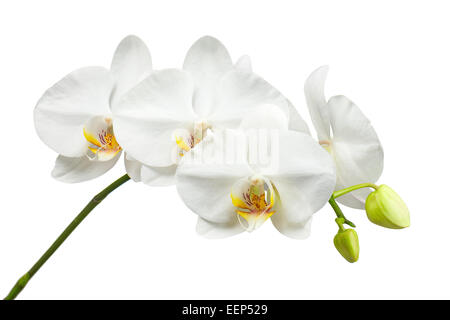 Rameau en fleurs orchidées isolé sur fond blanc. Banque D'Images