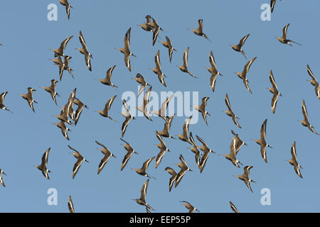 Barge à queue noire - Limosa limosa Banque D'Images