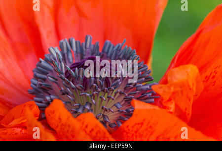 Une fleur de pavot aux couleurs éclatantes dans un jardin. Banque D'Images