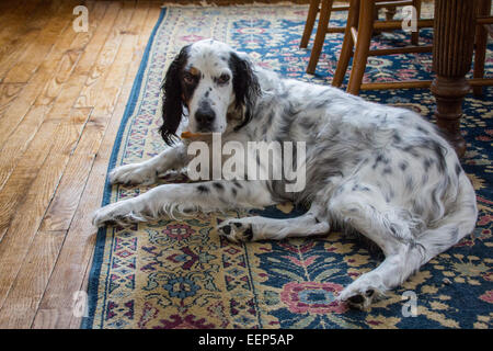 Un mâle setter anglais repose sur un tapis tissé. Banque D'Images