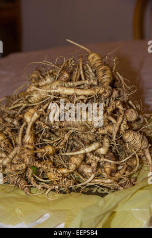 Une pile de Ginseng saisi assis sur une table. Banque D'Images